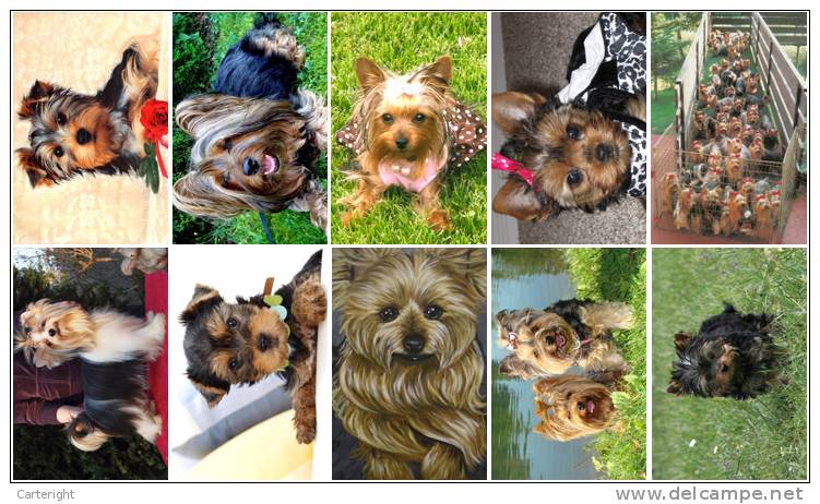 3650 Dog 37 Yorkshire Terrier 2 Postkarte Carte Postale Group 10 Diff - Dogs