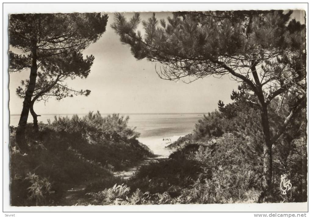 BEG-MEIL. - Descente à La Grande Plage à Travers Les Pins. Cpsm 9x14 - Beg Meil