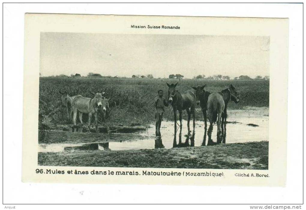 Mozambique, Matoutouène, ,mules Et ânes Dans Le Marais - Mozambique