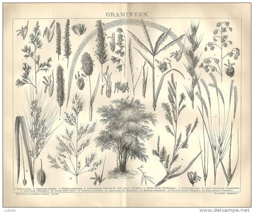 Alte Illustration  "Gramineen  (Gräser)"        Ca. 1900 - Agriculture