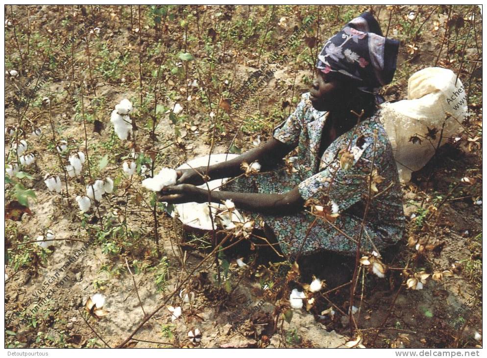 TCHAD Afrique Africa : Femme Africaine Récolte Le Coton  African Woman At Work Wool - Tschad