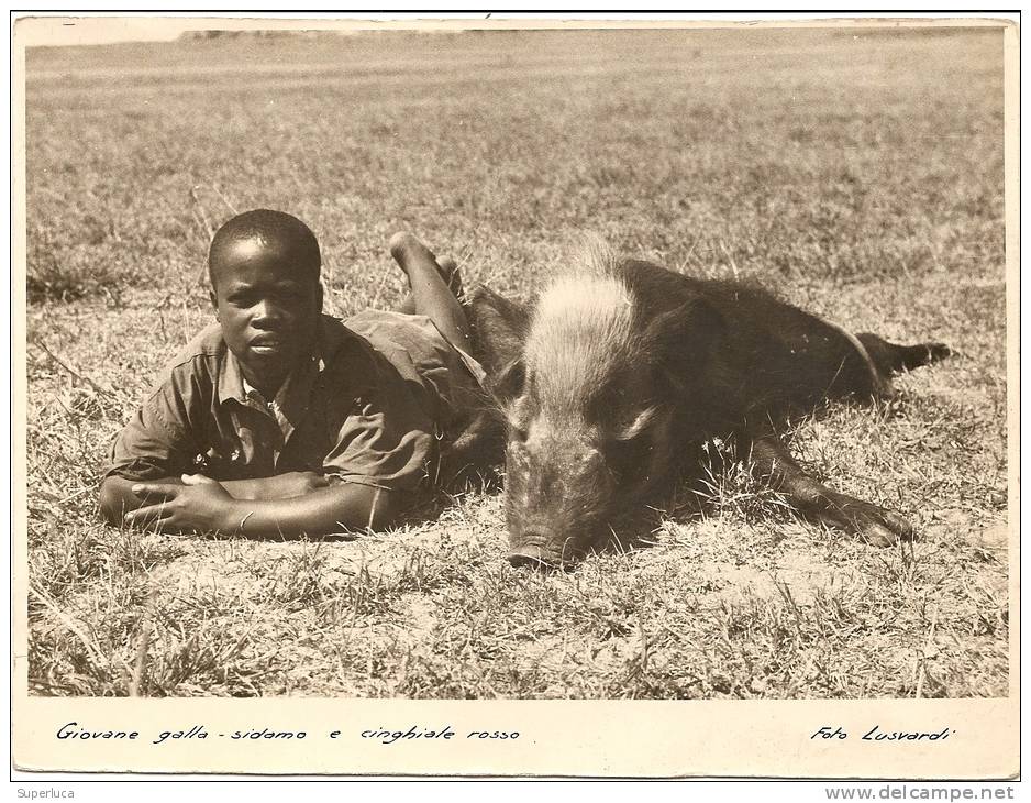 I-ERITREA-GIOVANE GALLA-SIDAMO E CINGHIALE ROSSO-FOTO ORIGINALE FOTO LUSVARDI(RE)I-VEDI DESCRIZIONE - Erythrée