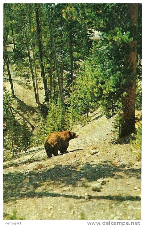CPA-1950-USA-VERMONT-WH ITE  MOUNTAINS-GRIZZLY-TBE - Other & Unclassified