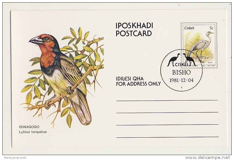 Ciskei Pre-franked Stationery Postcard,  Black Collared Barbet - Songbirds & Tree Dwellers