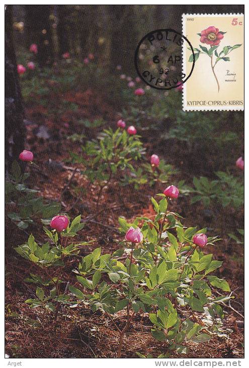 Carte- Maximum  CHYPRE  N° Yvert 760 (Paeonia Muscula) Obl Sp 1992 - Covers & Documents