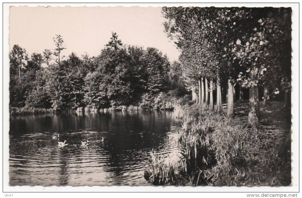 - SAINT-LEU-LA-FORET (S.-et-O.) - Le Grand Etang Du Château De La Chasse. - - Saint Leu La Foret