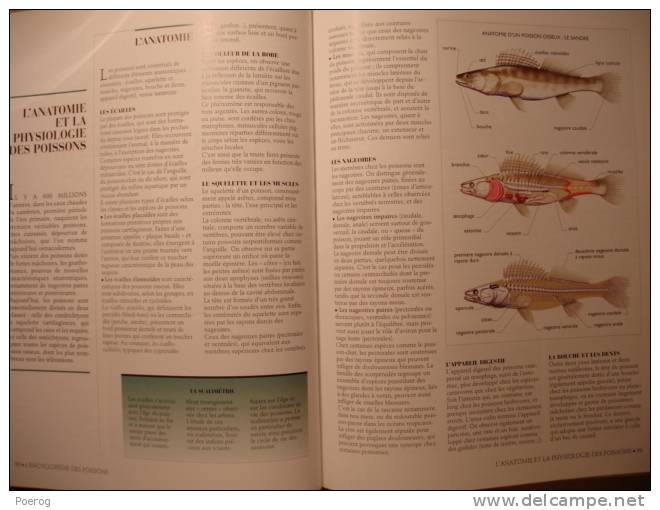 ENCYCLOPEDIE ACTIVE LAROUSSE - LA PECHE EN EAU DOUCE EN MER - 2002 - GRAND FORMAT 22cm X 29cm - Nombreuses Illustrations - Encyclopaedia