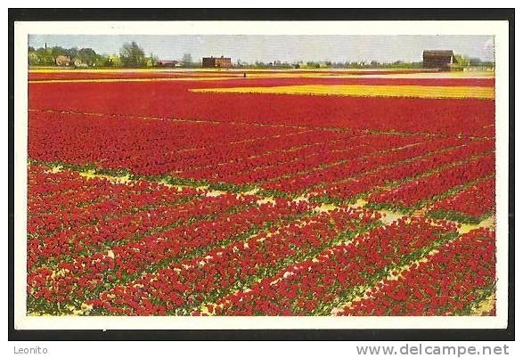 LISSE KEUKENHOF Holland Nederland 1956 - Lisse