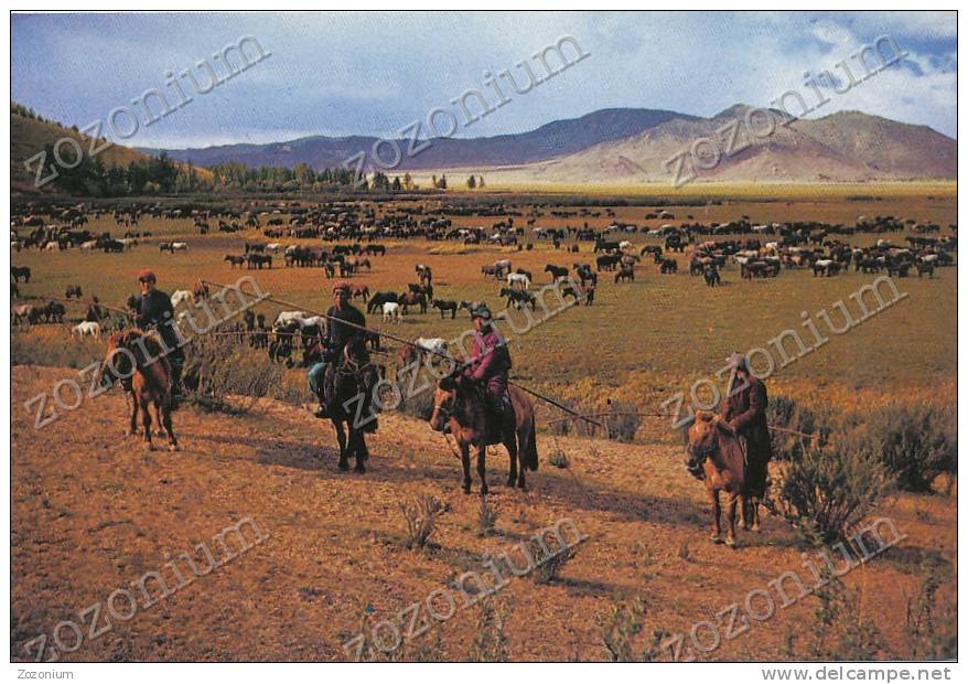 MONGOLIA Herdsmen With Lasso ,old Postcard - Mongolie