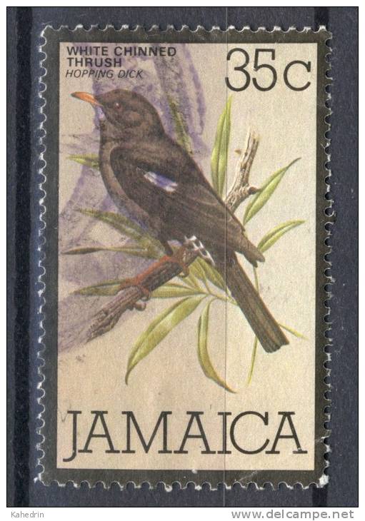 Jamaica 1979, Bird - Vogel - Oiseau - White Chinned Trush - Hopping Dick (o), Used - Jamaica (1962-...)