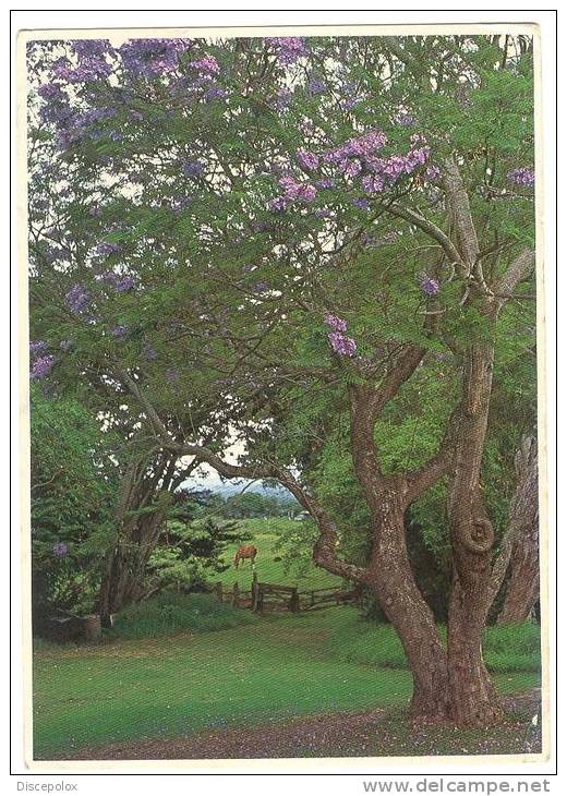 Z2834 Maui - Jakaranda Tree / Viaggiata 1988 - Maui