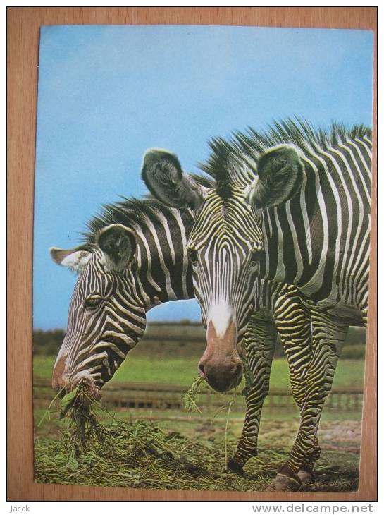 Zebras Poland Card - Zebras