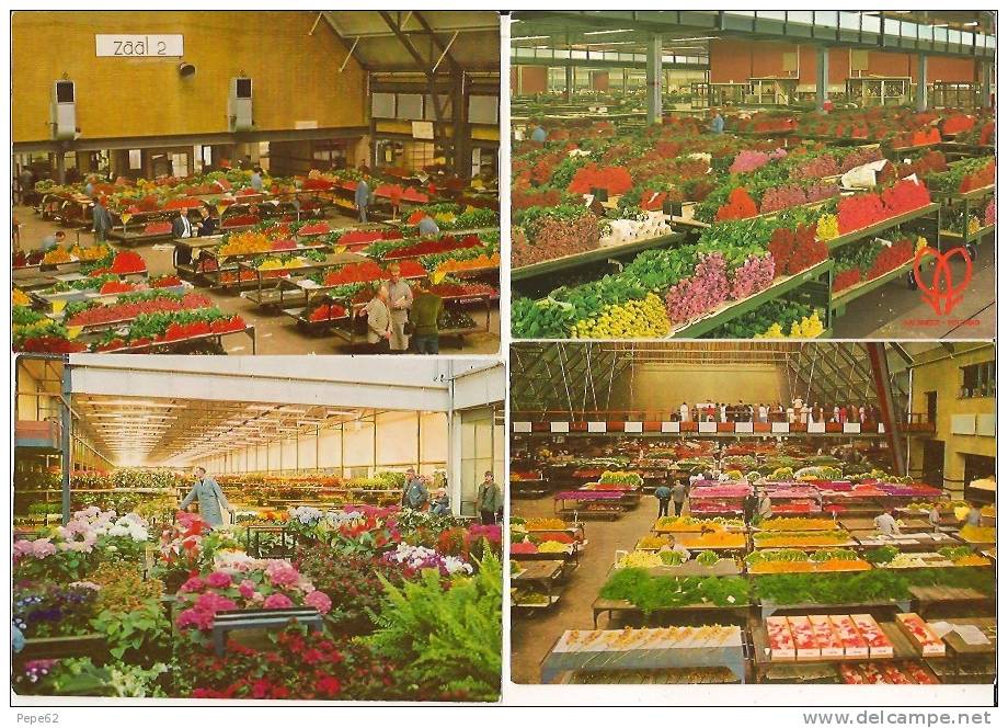 Centrale Aalsmeerse Veiling-aalsmeer-horloge De Vente-halles Aux Fleurs-5 Cartes-cpm - Aalsmeer