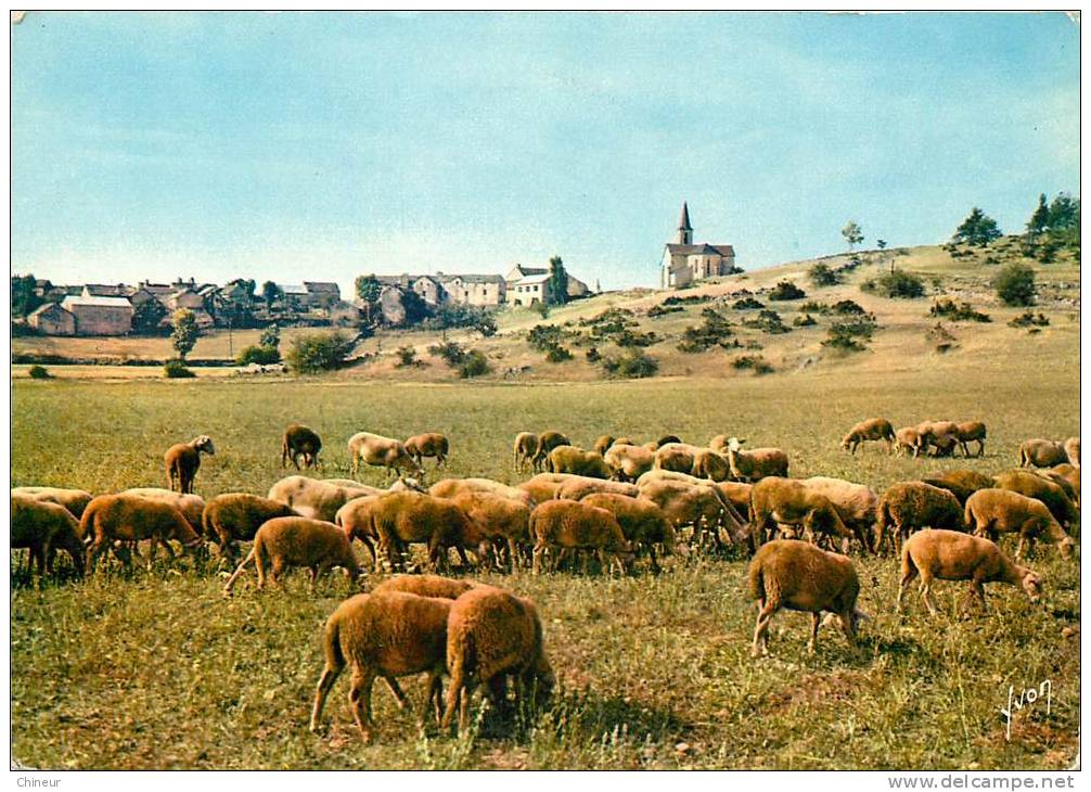 TROUPEAU DE MOUTONS SUR LE CAUSSE MEJEAN - Other & Unclassified