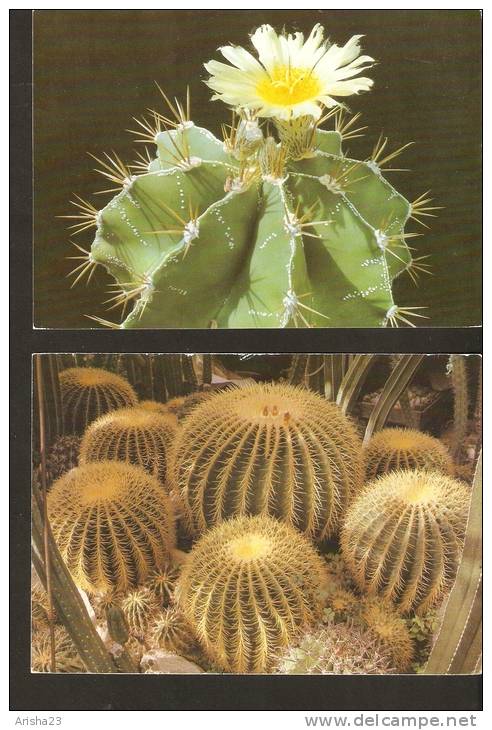 5k. FLORA - Flowers - Set Of 2 - Cactus - Echinocactus Grusonii & Astrophytum Ornatum Subvar. Glabrescens - Sukkulenten