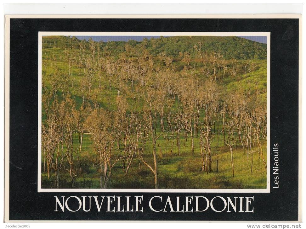 BR9021 Nouvelle Caldonie Les Niaoulis   2 Scans Bande Blanche Du Scanner - Nouvelle-Calédonie