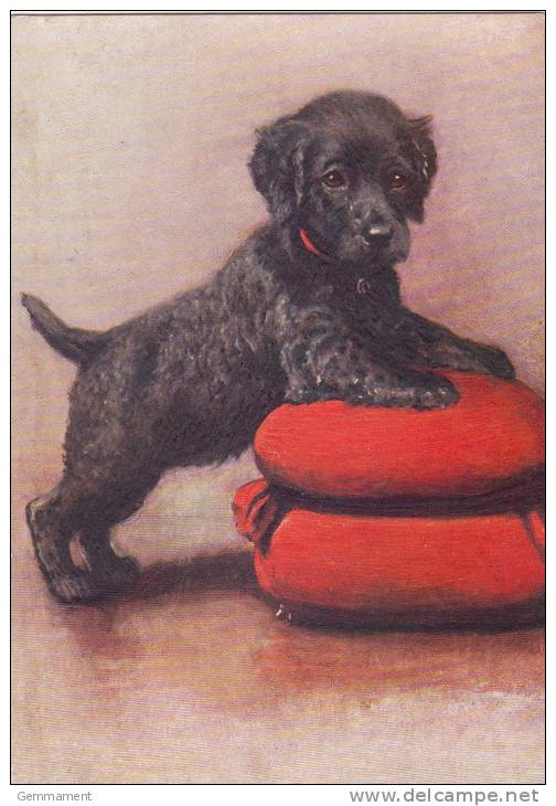 DOG POSTCARD - IRISH WATER SPANIEL PUPPY - Cani