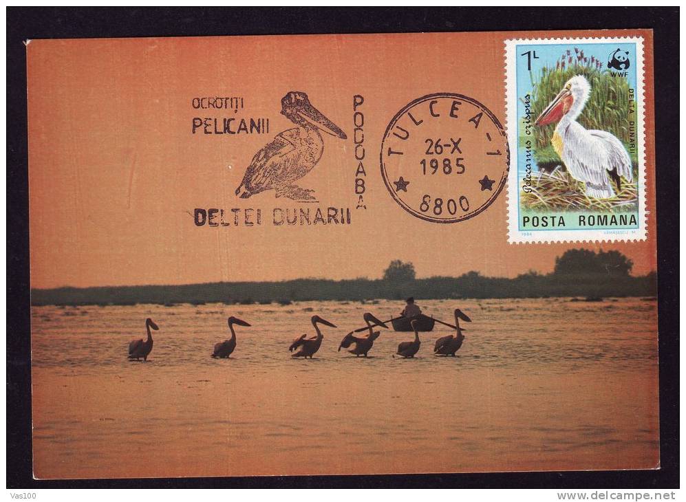 BIRDS;PELICANS OF DANUBE DELTA,1987,CM,MAXICARD,CARTES MAXIMUM ROMANIA. - Pélicans