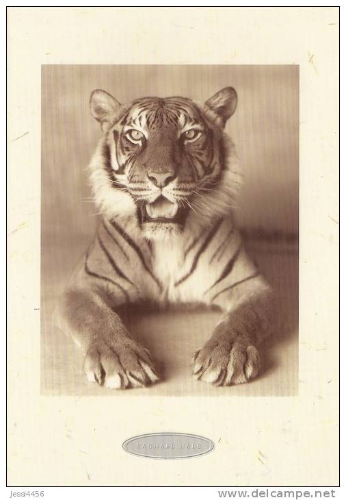 Carte Double Rachael Hale Animaux 17 X 12 Cm + Enveloppe - Tigre Bengal Bengale - Tigri