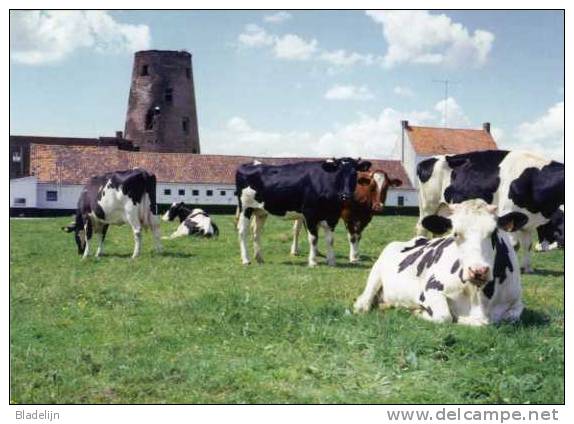 MOORSELE (W.Vl.) - Molen / Moulin - Historische Opname Van De Witte Molen Als Romp, Voor De Restauratie (zomer 2000). - Wevelgem