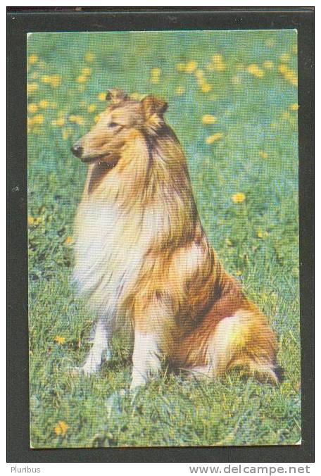 USSR  RUSSIA  POCKET CALENDAR  1991  DOG  COLLIE - Small : 1981-90