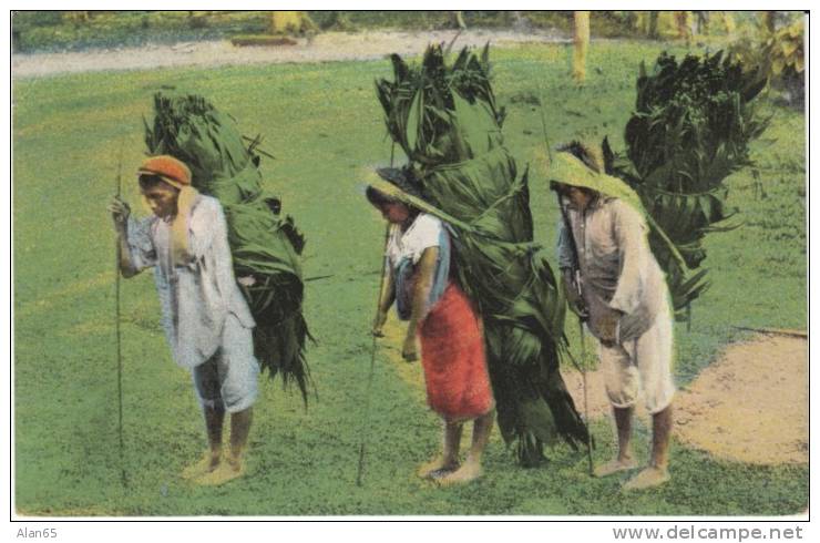 Talamanca Indians Bring In Thatch, Costa Rica, On C1900s/1910s Vintage Postcard - Costa Rica