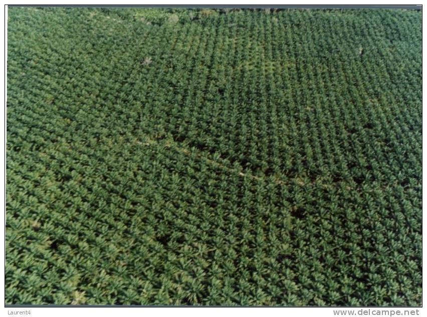 (300) Papaousie Nouvelle Guinée - Papua New Guinea - Coconut Plantation - Papouasie-Nouvelle-Guinée