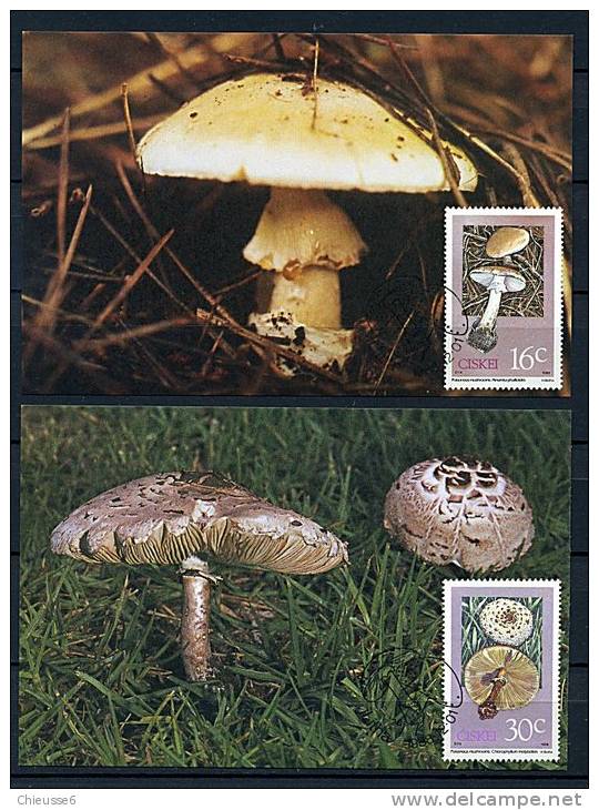 Ciskei Ob N° 145 à 148 - Cartes Maxi.- Champignons Vénéneux (4 P38-39) - Ciskei