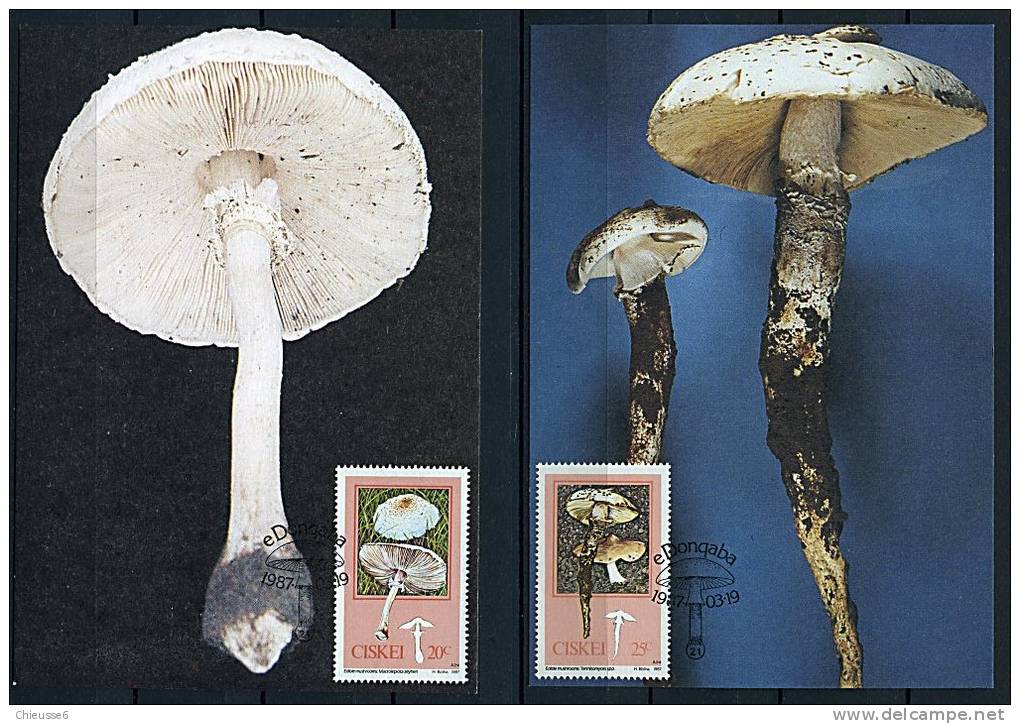 Ciskei Ob N° 110 à 113 - Cartes Maxi. - Champignons Comestibles (4 P34-35) - Ciskei