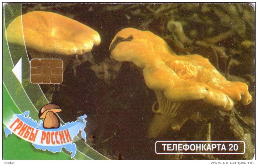 RUSSIE CHAMPIGNON MUSHROOM 20U UT - Alimentation