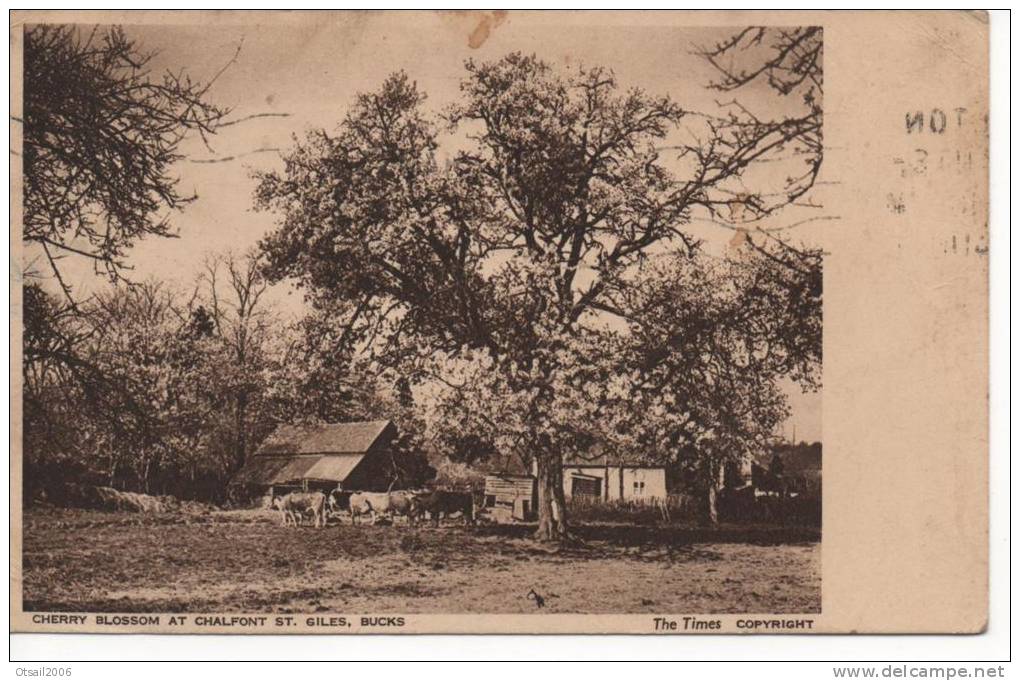 Angleterre - Buckinghamshire -  Cherry Blosson At Chalfont St. Giles, Bucks - Buckinghamshire