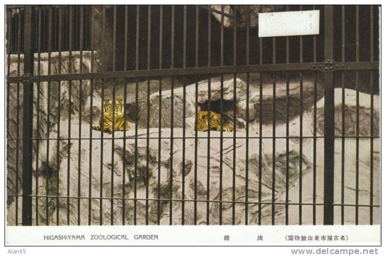 Higashiyama Zoo Botanical Garden, Nagoya Japan, Tigers In Cage, C1930s Vintage Postcard - Nagoya