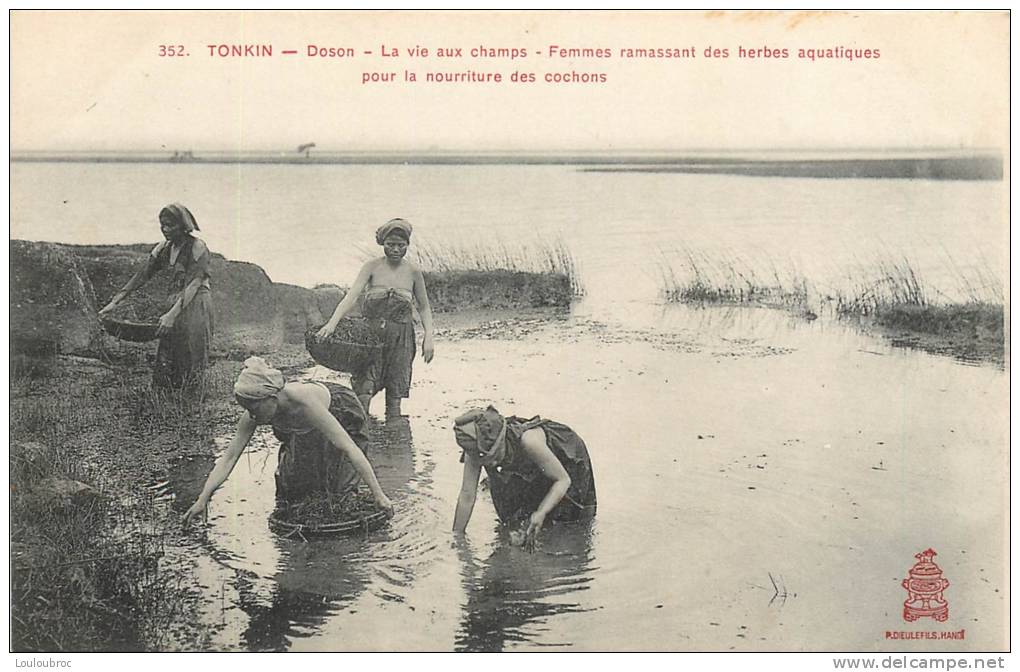 COCHINCHINE TONKIN  DOSON LA VIE AUX CHAMPS FEMMES RAMASSANT DES HERBES AQUATIQUES POUR LA NOURRITURE DES COCHONS - Vietnam