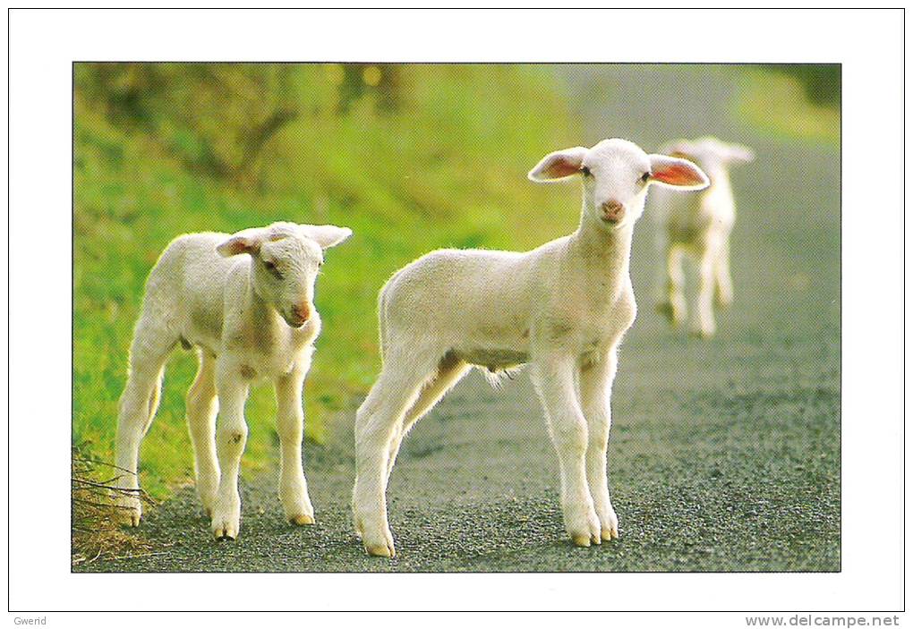 CARTE POSTALE - MOUTONS - Other & Unclassified