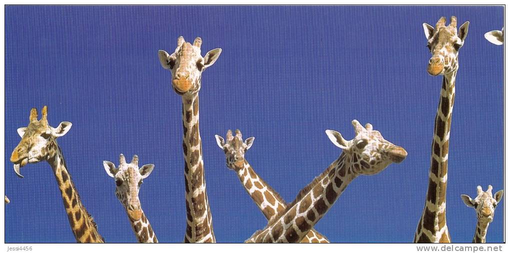 CPM Carte Postale Coll. Horizons 23 X 10,8 Cm + Enveloppe - Girafe / Giraffe - Girafes