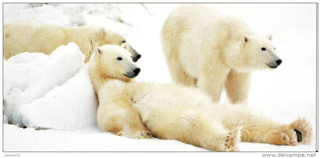 CPM Carte Postale Coll. Horizons 22,5 X 10,8 Cm + Enveloppe - Ours Blanc / White Bear - Ours