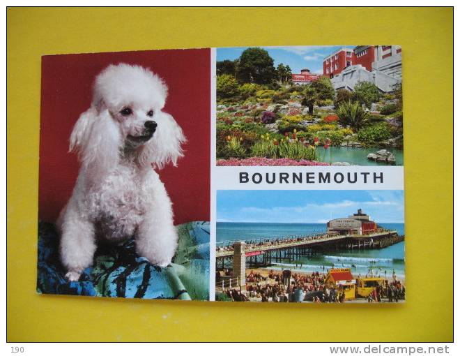 BOURNEMOUTH,DOG - Bournemouth (avant 1972)