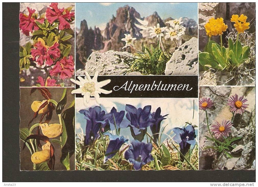 5k. Flora - Flowers - Alpenblumen - Rhododendron Leontopodium Primula Auricula Aster Gentiana Acaulis Calceolus - Medicinal Plants