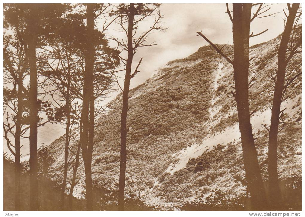 Hiddensee, Bewachsene Steilküste, Um 1930 - Hiddensee