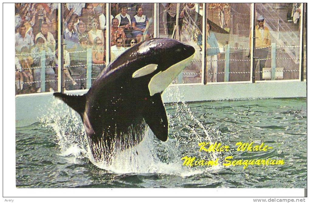 Killer Whale, Miami's Exciting Seaquarium - Miami