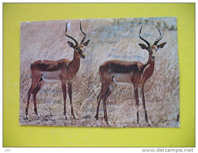 IMPALA RAMS - Zimbabwe