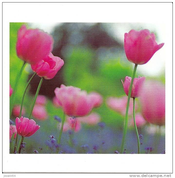 CPM Carte Postale Fleurs Sauvages 12x12cm - Tulipe - Autres & Non Classés