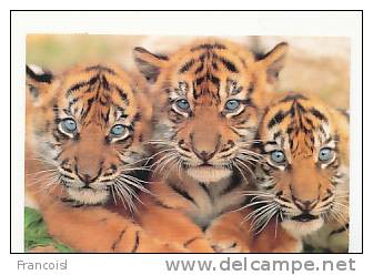 Trois Bébés Tigres. Sauvez Le Tigre Avec ESSO - Tigres