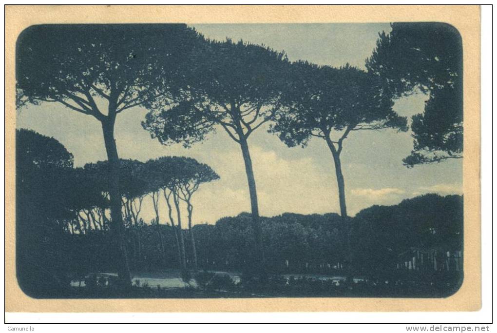 Viareggio -pineta -viaggiata 1917 - Viareggio