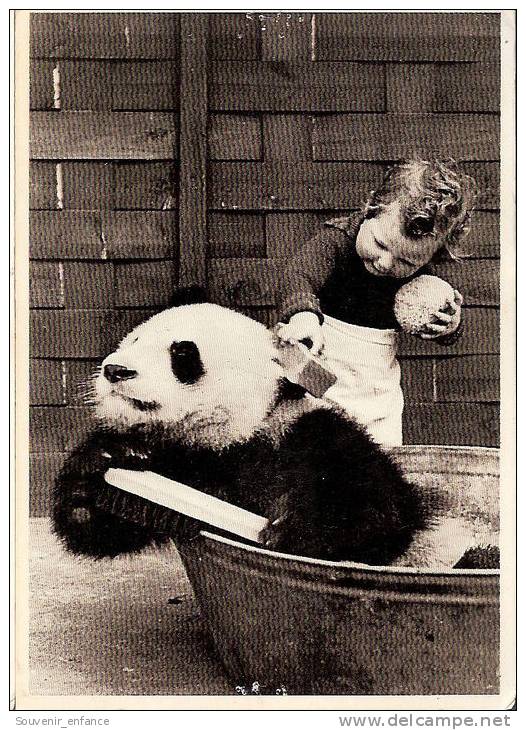 CP Bath Time Photo Bert Hardy Enfant Penda Animaux Ursidé Ours - Autres & Non Classés