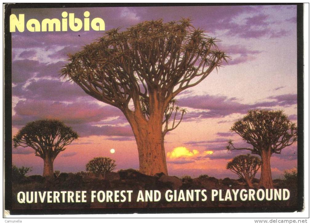 Nambia-quivertree Forest And Giants Playground - Namibië