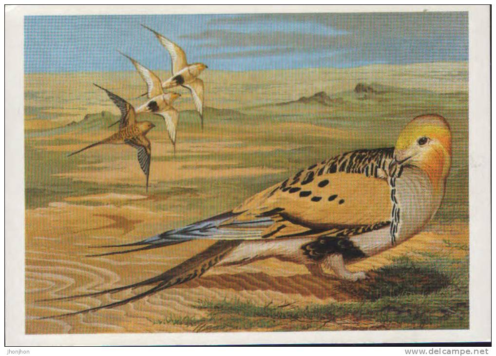 Russia-Postcard 1988--Pallas's Sandgrouse ;Pallas Ganga;2/scans Unused - Pájaros
