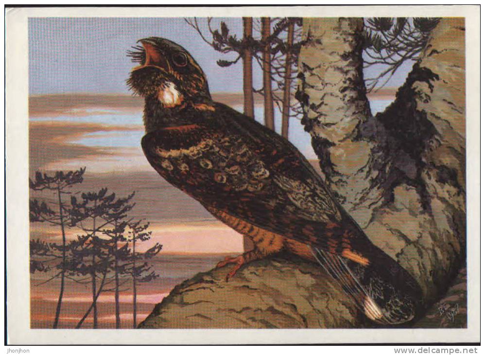 Russia-Postcard 1988-Jungle Nightjar;Jungle Engoulevent;Dschungel Ziegenmelker;2/scans Unused - Pájaros