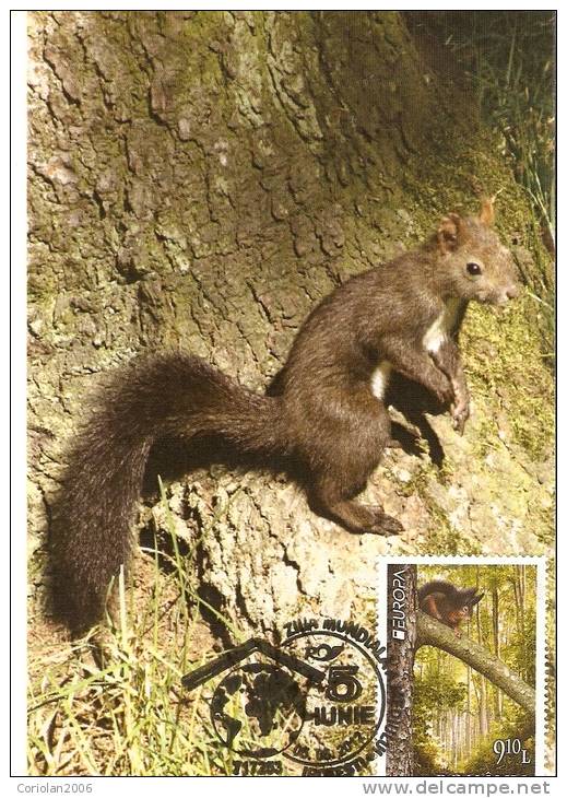 ROMANIA / MAXI CARD / Squirrel - Other & Unclassified