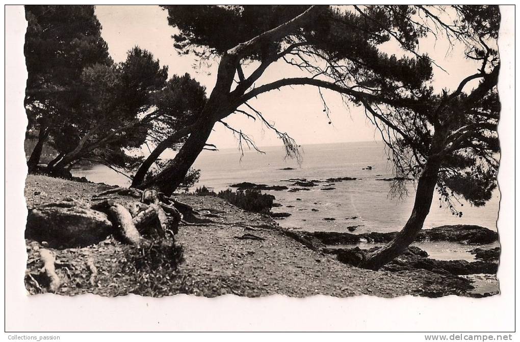 CP, 83, Environs De Sainte Maxime Sur Mer, La Côte Aux Issambres, 1957, Voyagée - Sainte-Maxime